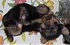 Month Old Puppies!-yorkie1.jpg