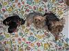 Month Old Puppies!-yorkies-061.jpg