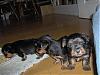 Month Old Puppies!-yorkies-053.jpg