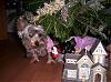 Whats that under the tree?-2chr.jpg