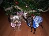 Whats that under the tree?-100_1134.jpg