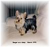 Old Photo of first yorkies! :camera:-babybooger.jpg