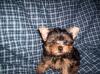 Newest Addition To Family  (shortcake)-100_0694-s-cake.jpg