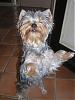 Chewy learned how to dance!-yt13.jpg