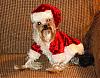 Happy Holidays from Oscar and Ruthie!!!-santaoscar.jpg