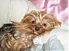 Wheres BELLA!!!!-louie-awww-so-cute-my-bed-450-x-338-.jpg