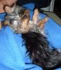 Yorkie Talk is like Heroin!-chl-sleep.jpg