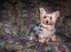 Newest Addition To Family  (shortcake)-100_0166.png