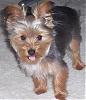 Any Yorkies Here around six months old?-100_2507.jpg