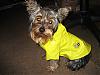 Any Yorkies Here around six months old?-b-088.jpg