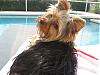 Any Yorkies Here around six months old?-layla-florida-002.jpg