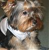 Any Yorkies Here around six months old?-shayna.jpg