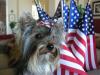 A Patriotic Cap'n Hef!!-yorkie-meetup-61805-214.jpg