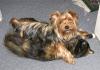BUSTED! Sully playfighting with the cat......caught on VIDEO! (Got them this time!)-busted1.jpg