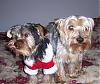 More Yorkie Xmas Pics-theboyz.jpg