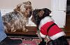 More Yorkie Xmas Pics-yorkie-show-down.jpg