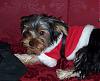 More Yorkie Xmas Pics-mickeypaws.jpg
