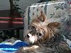 New guy with a new Yorkie-p1010803.jpg