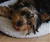 Let's see your tongue pictures!-lucytongue.jpg