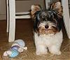 Meet Armani - The Biewer-dsc00861.jpg