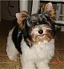 Meet Armani - The Biewer-dsc00862.jpg