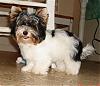 Meet Armani - The Biewer-dsc00866.jpg