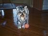 Brutus is having a birthday today!-brutus-2-yrs-old-2-small-.jpg