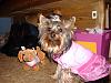 Princess Gracie Lou!-gracie-050-600-x-450-.jpg