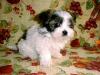 I get my new puppy today!-2004209233528.jpg