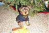 Christmas Dobby pics!-dobby-013-small-.jpg