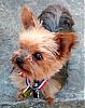 My Yorkie - Kokoroo-koko-barkday-party.jpg