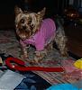 Yoda & Winky's Pink Christmas Polo Shirts-xmas2006d.jpg