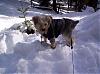 Oliver's First Snow Day!!-shoob-373222516.jpg