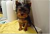 Do Yorkies Smile??-all-clean-now.jpg