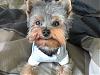 Do Yorkies Smile??-dsc00112.jpg