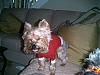 Do Yorkies Smile??-canaon-pics-004.jpg