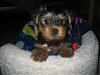 Teddy 7 weeks old...-img_4178.jpg