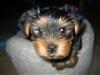 Teddy 7 weeks old...-img_4179.jpg
