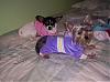 here are a few pictures of my furfamily-000_0013.jpg