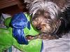 here are a few pictures of my furfamily-100_1151.jpg