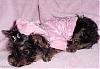 Jewelina wants to hit the runway :)-jewelinasleepy.jpeg