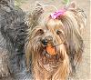 New Favorite pastime...golfing dog!-chanel-ball-june2005.jpg