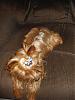 Look at Maverick's coat (red AKC Yorkie)-mav10407-5-450-x-600-.jpg