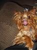 Look at Maverick's coat (red AKC Yorkie)-mav10407-6-450-x-600-.jpg