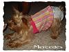 Look at Maverick's coat (red AKC Yorkie)-m2.jpg