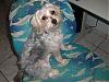 we are morkies and  almost  10 months old-picture-098.jpg