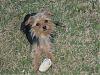 we are morkies and  almost  10 months old-picture-103.jpg