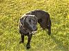 Jaxon & his best friend Jack the black lab-jack_jan7.jpg