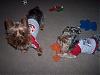 Hallie's ToyBox Explosion!-100_4864.jpg