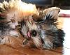Let's see your tongue pictures!-silly-hannah.jpg